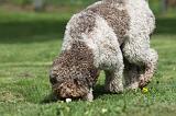 LAGOTTO CAVAGE 023
